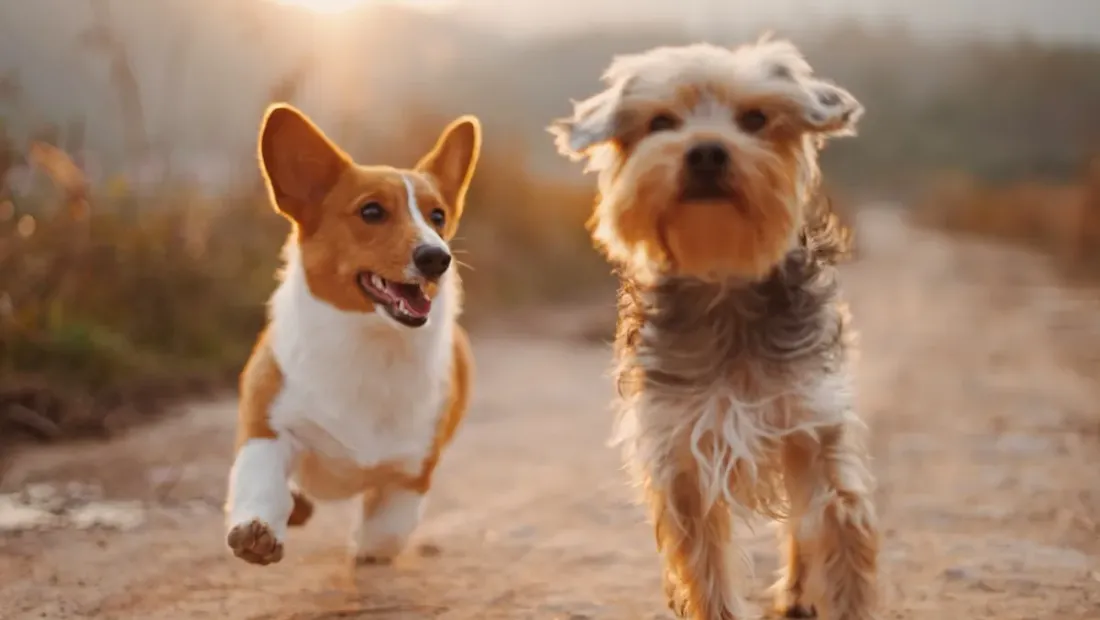Two dogs running together on an outdoor path