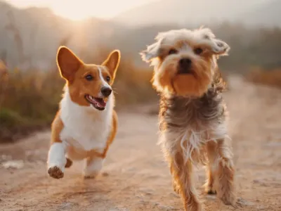 Two dogs running together on an outdoor path
